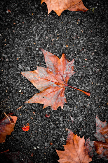 webp file named /photos/img/leaves.webp