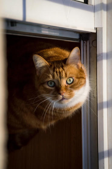 webp file named /photos/img/orange-cat.webp