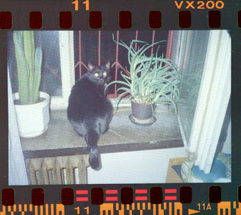 Cat on a windowsill