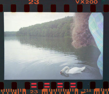 Person with long curly hair leaning towards a swan in a lake